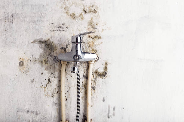 Best Preventive Mold Services in Riverton, WY