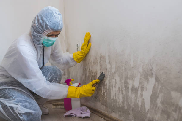 Best Post-Flood Mold Remediation in Riverton, WY