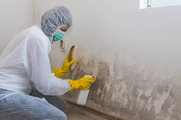 Best Localized Mold Remediation (e.g., coastal areas, humid climates) in Riverton, WY