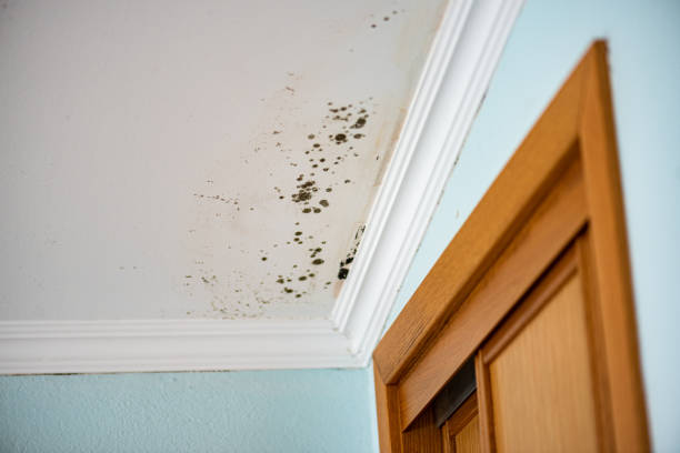 Best Attic Mold Remediation in Riverton, WY