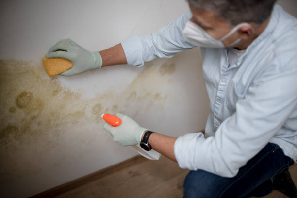 Best White Mold Remediation in Riverton, WY