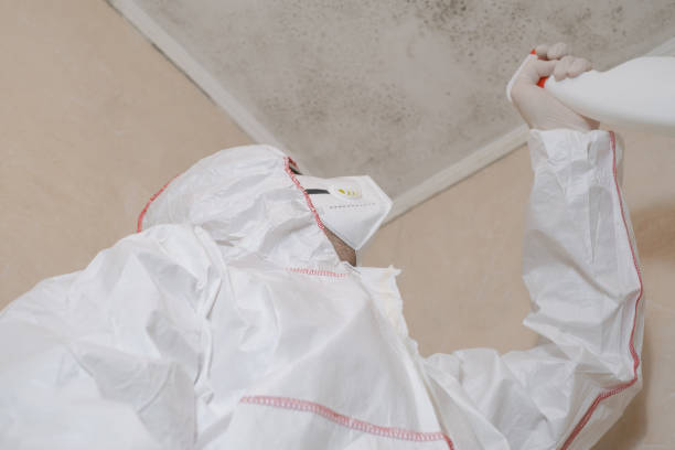 Best HVAC Mold Remediation in Riverton, WY