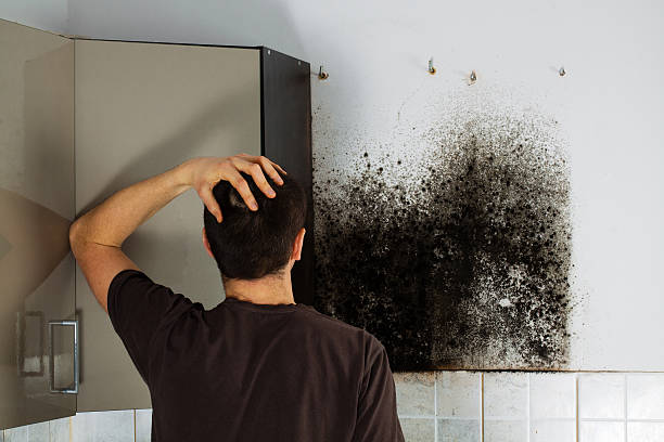 Best DIY Mold Remediation Support Services in Riverton, WY