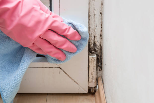 Best Crawl Space Mold Remediation in Riverton, WY